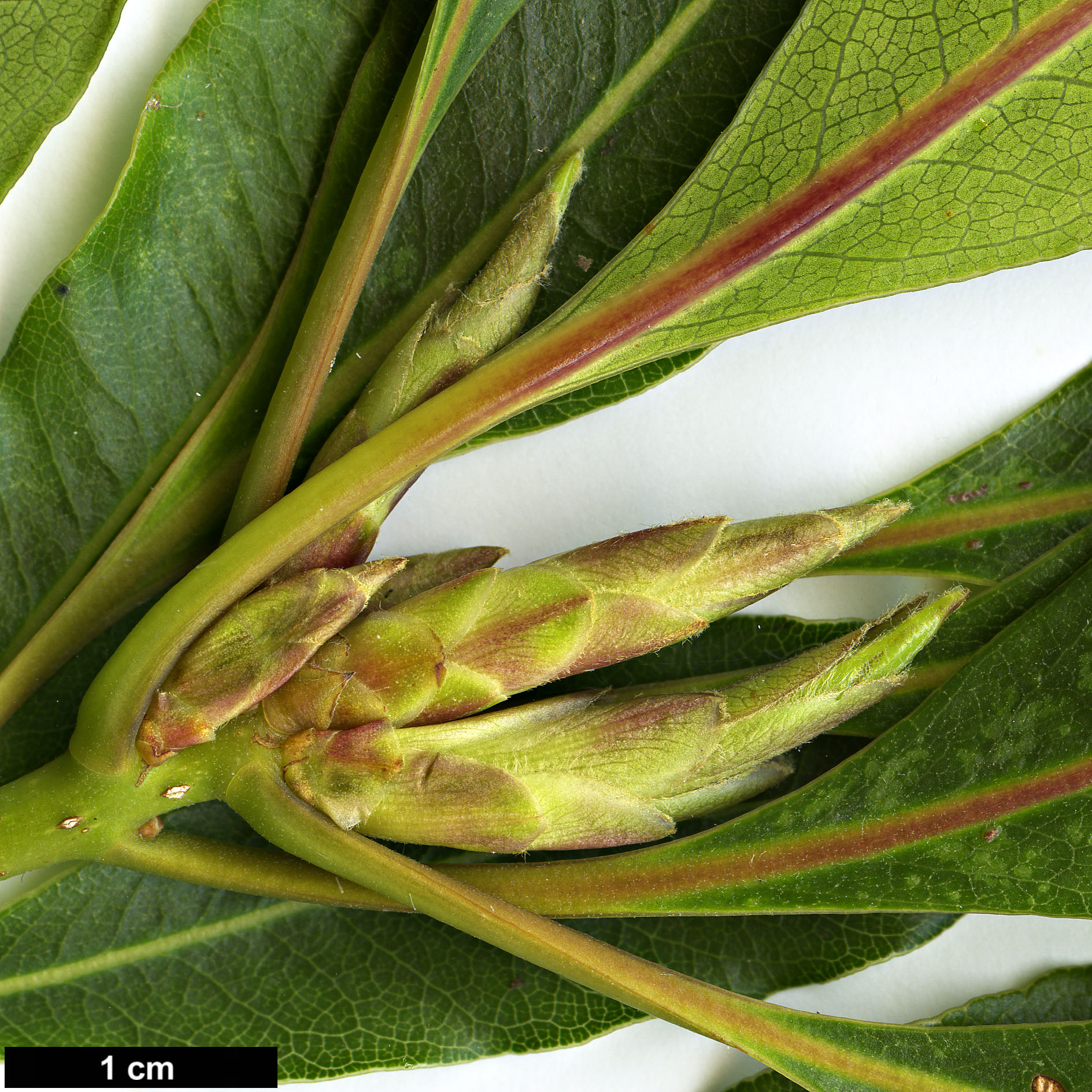 High resolution image: Family: Pittosporaceae - Genus: Pittosporum - Taxon: undulatum